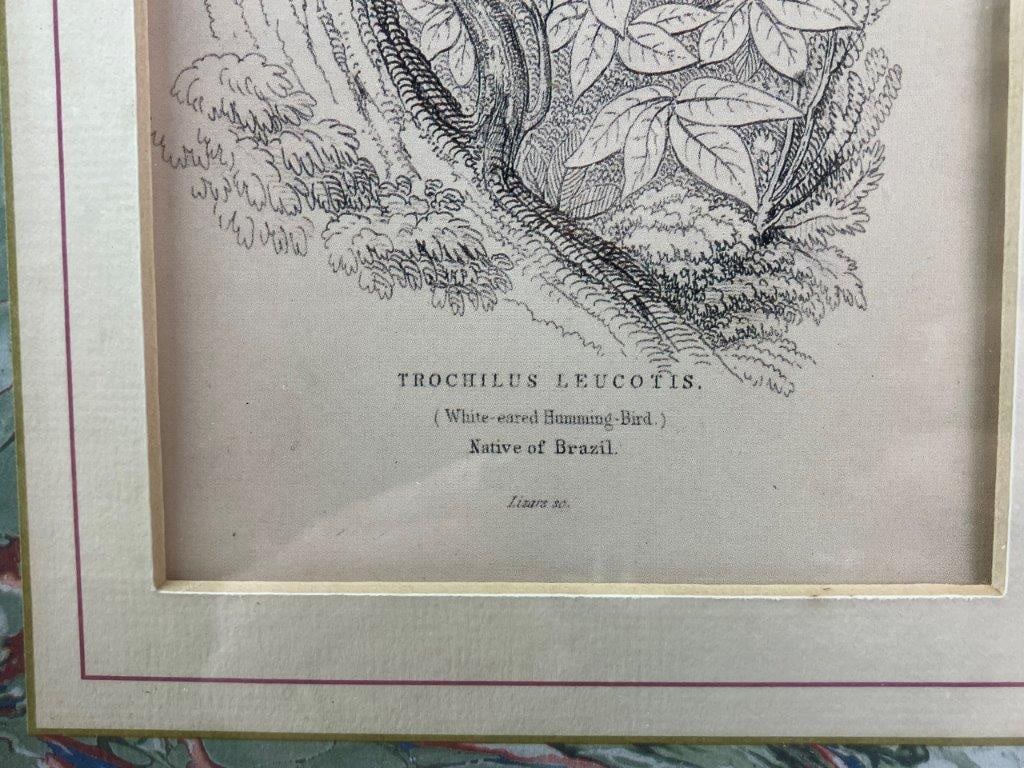 Group of W.H. Lizars Hummingbird Prints, - 4