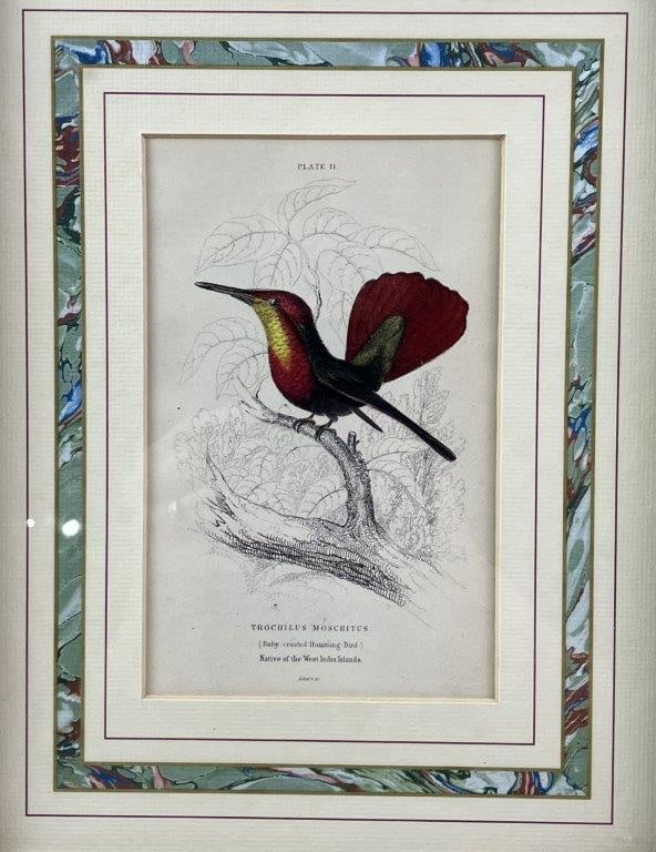 Group of W.H. Lizars Hummingbird Prints, - 5