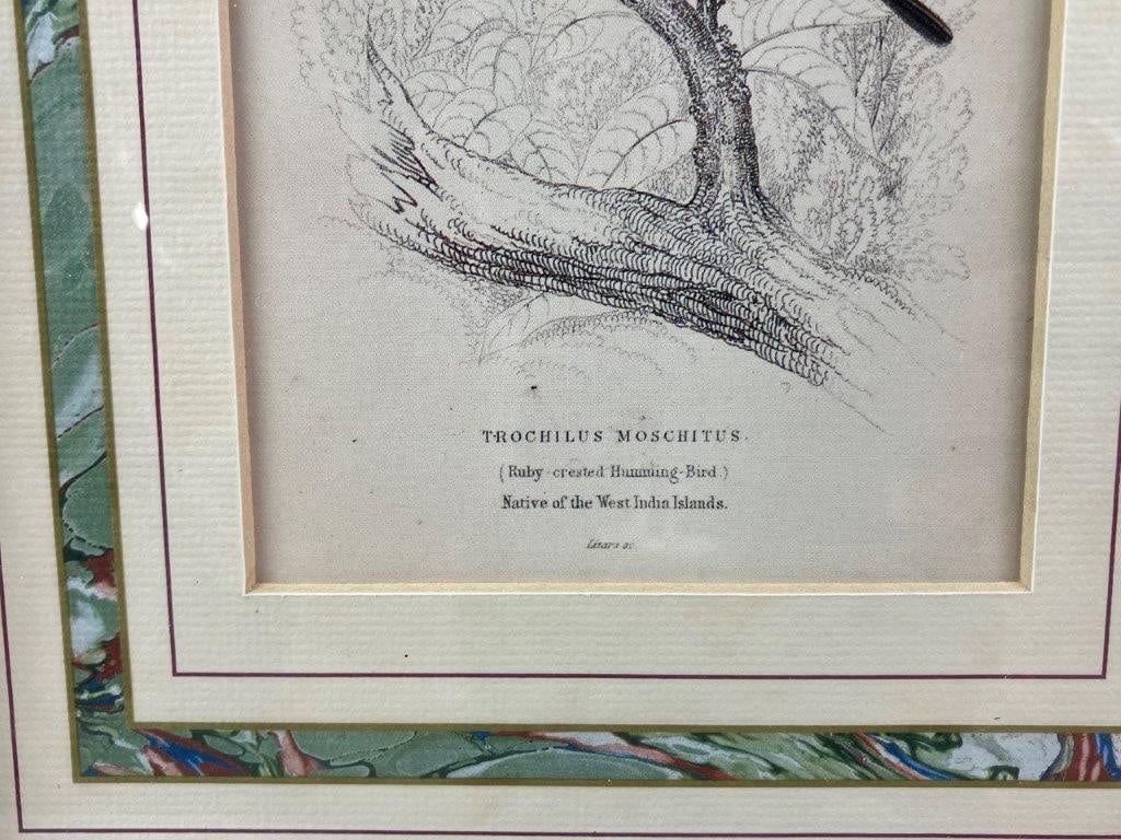 Group of W.H. Lizars Hummingbird Prints, - 6