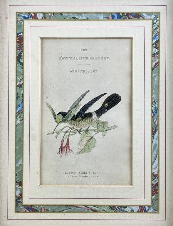 Group of W.H. Lizars Hummingbird Prints, - 7