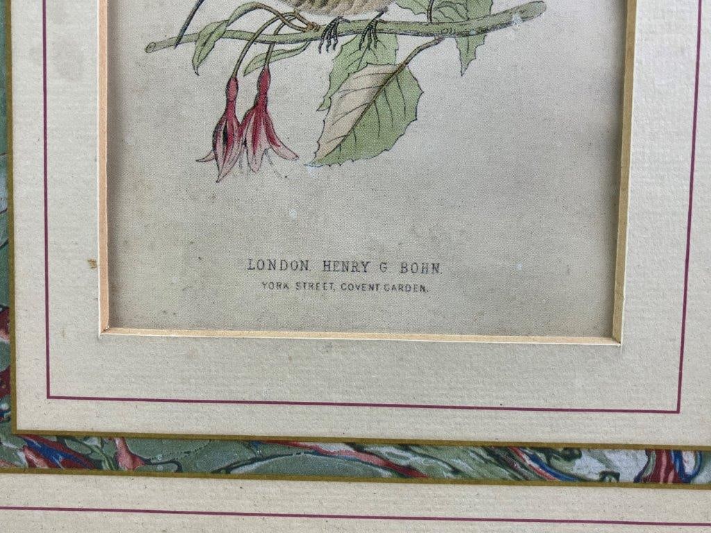 Group of W.H. Lizars Hummingbird Prints, - 8