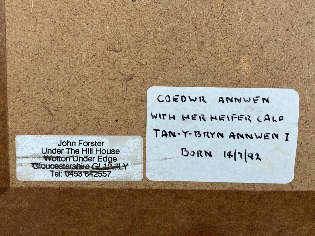 Country Landscape with Cattle Gouache Painting by John Forster, 1992 - 7