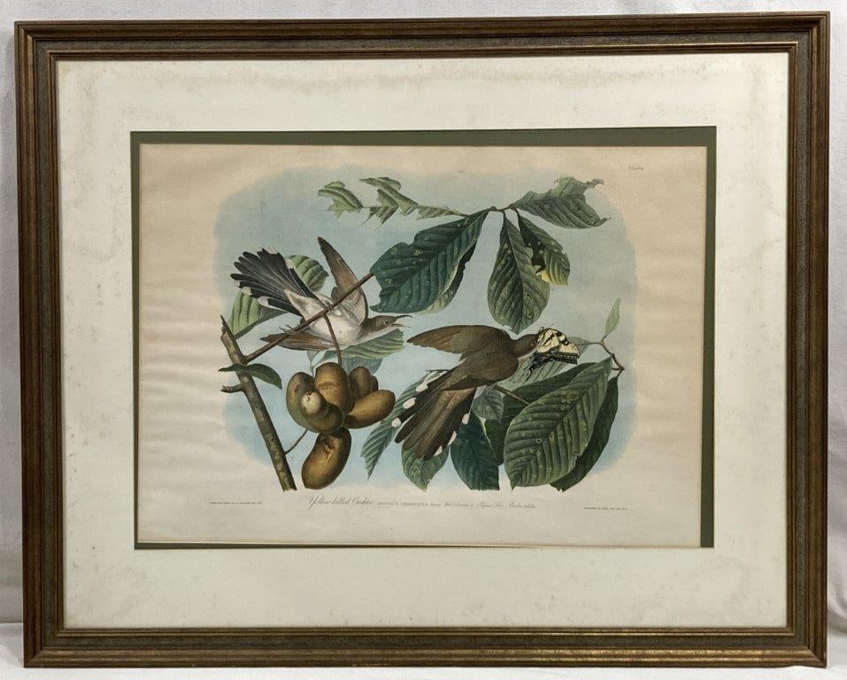 Audubon Yellow Billed Cuckoo Chromolithograph: Produced in 1850 after the celebrated American natural history artist John James Audubon (1785-1851) from his iconic Birds of America series. This large-scale lithograph was produced by Julius Bien