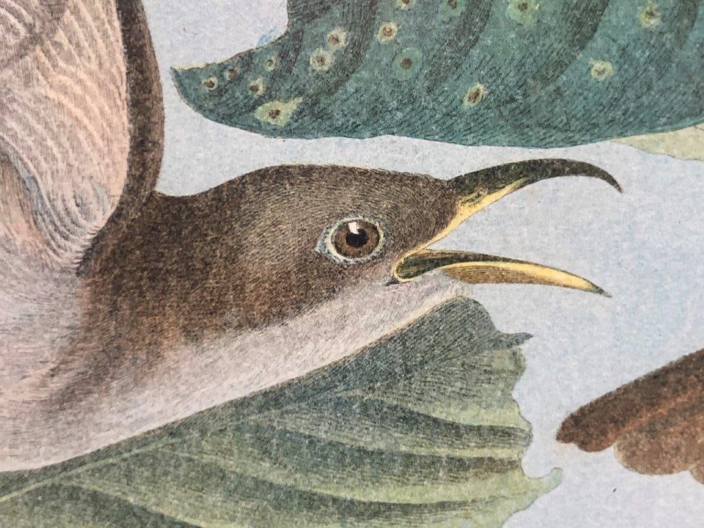 Audubon Yellow Billed Cuckoo Chromolithograph - 2