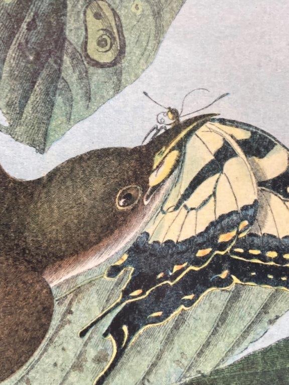 Audubon Yellow Billed Cuckoo Chromolithograph - 3