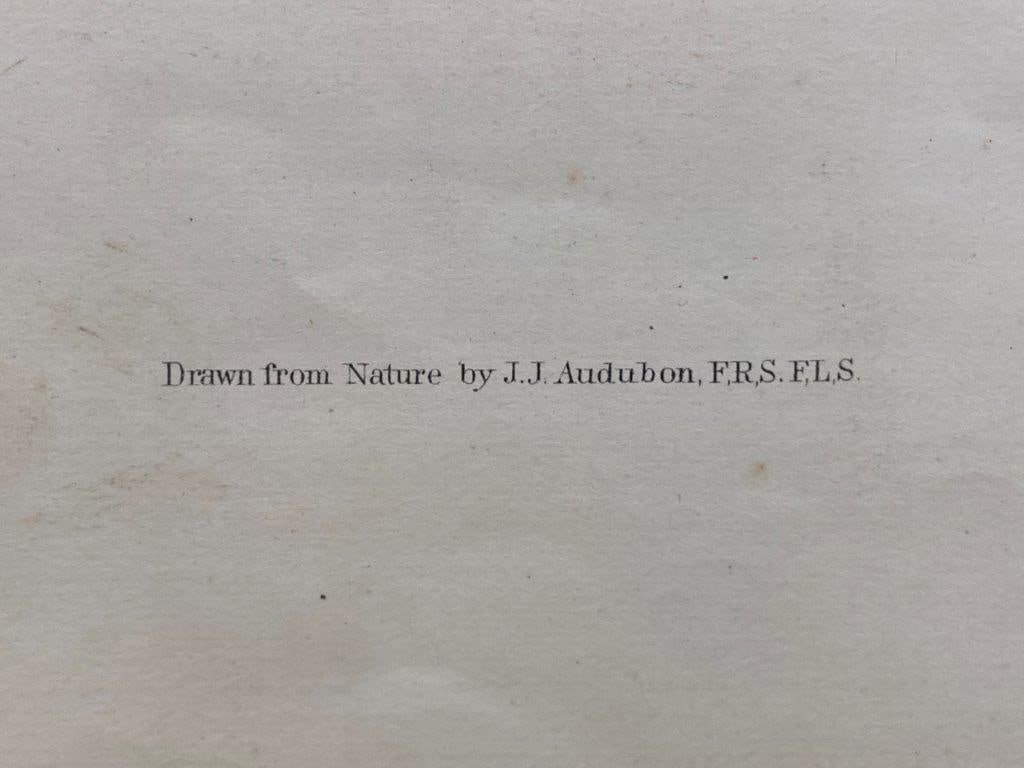 Audubon Yellow Billed Cuckoo Chromolithograph - 4