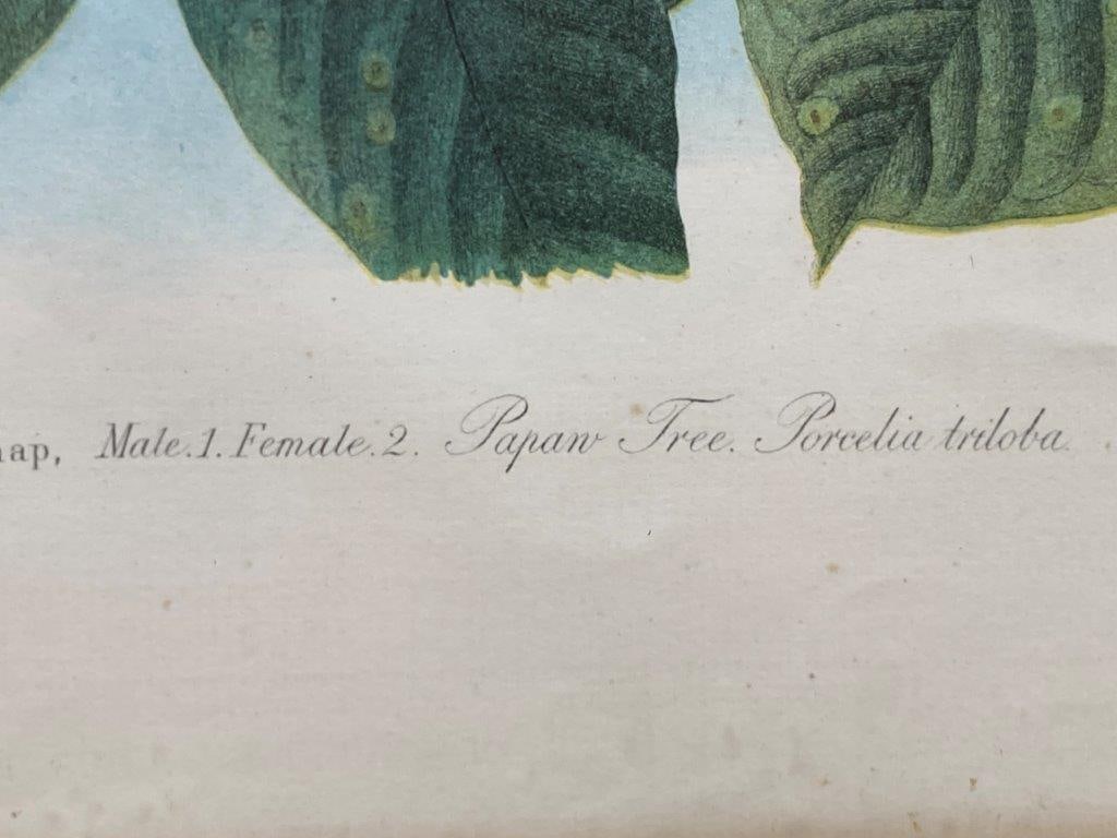 Audubon Yellow Billed Cuckoo Chromolithograph - 6