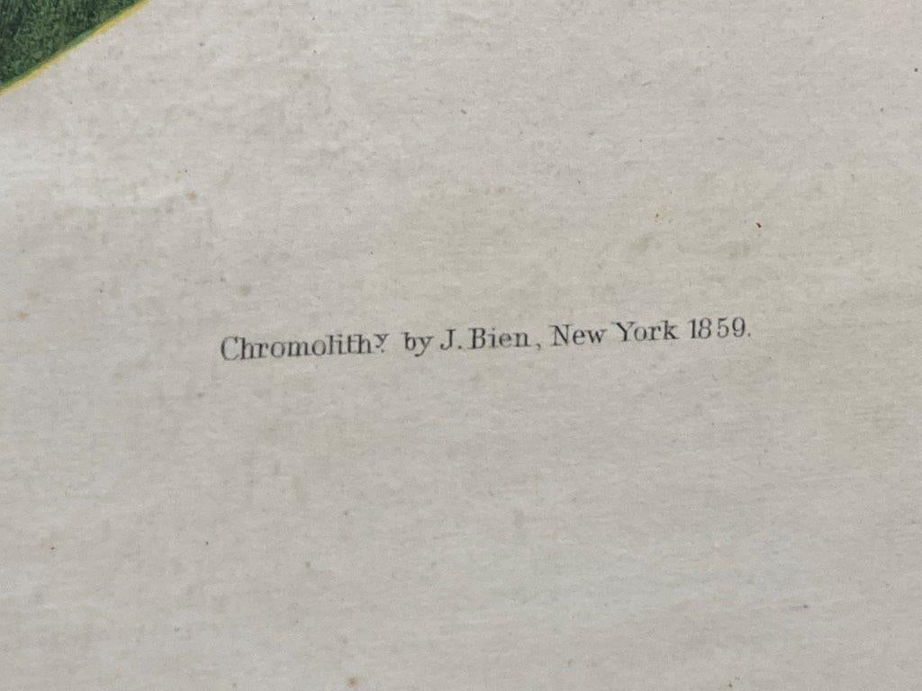 Audubon Yellow Billed Cuckoo Chromolithograph - 7