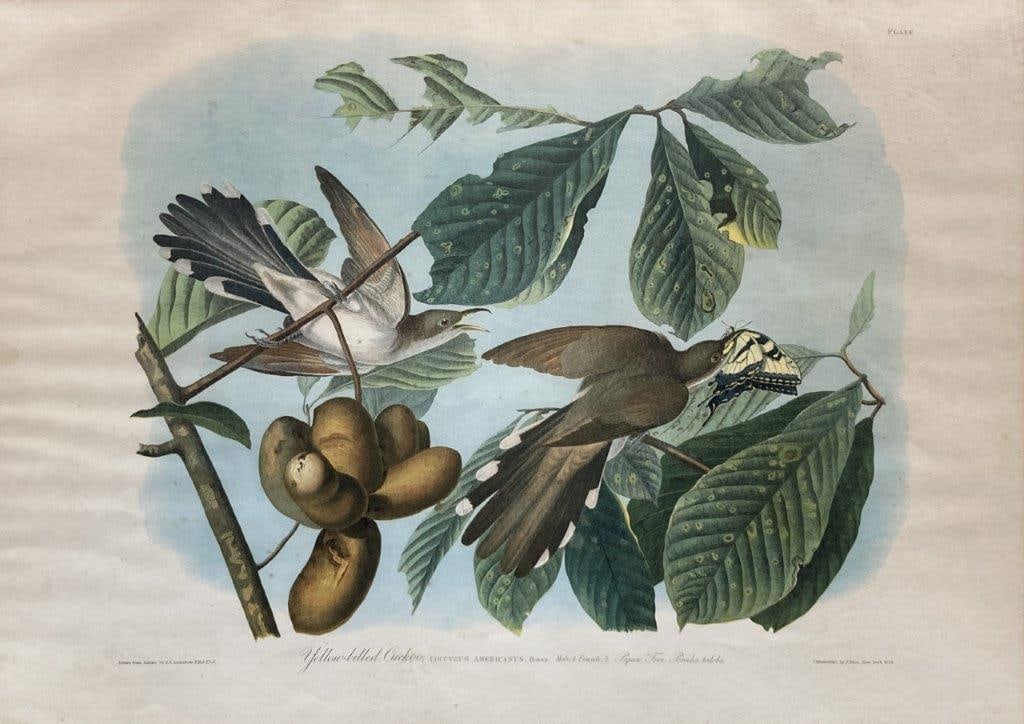 Audubon Yellow Billed Cuckoo Chromolithograph - 8