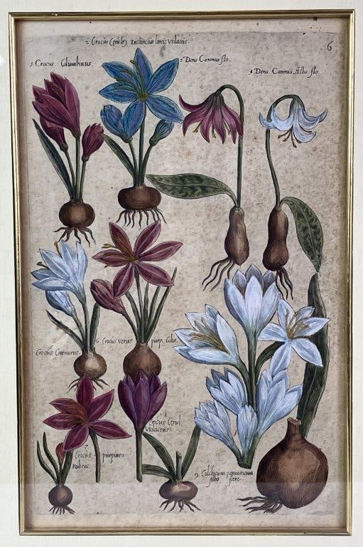 Crocus, From Florilegium by Emanuel Sweert - 2
