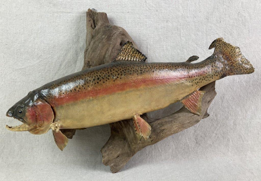 Rainbow Trout Taxidermy: Real skin rainbow trout mounted on a piece of driftwood with a wall hook on the back for hanging. Measures approximately 16 3/4â€³ H x 23â€³ W x 7â€³