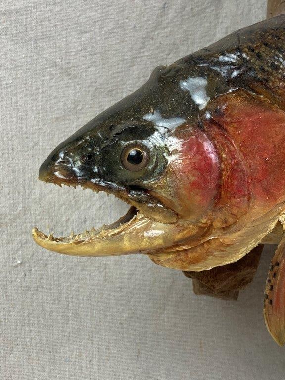 Rainbow Trout Taxidermy - 2