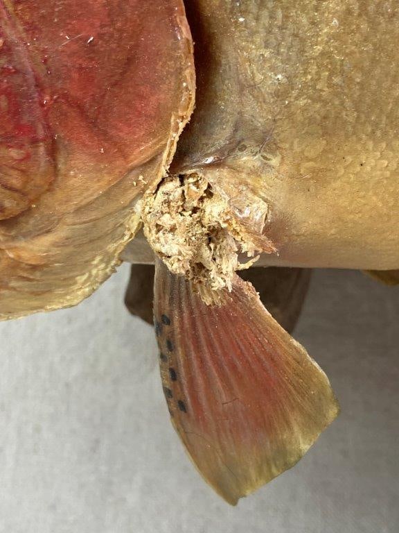 Rainbow Trout Taxidermy - 3