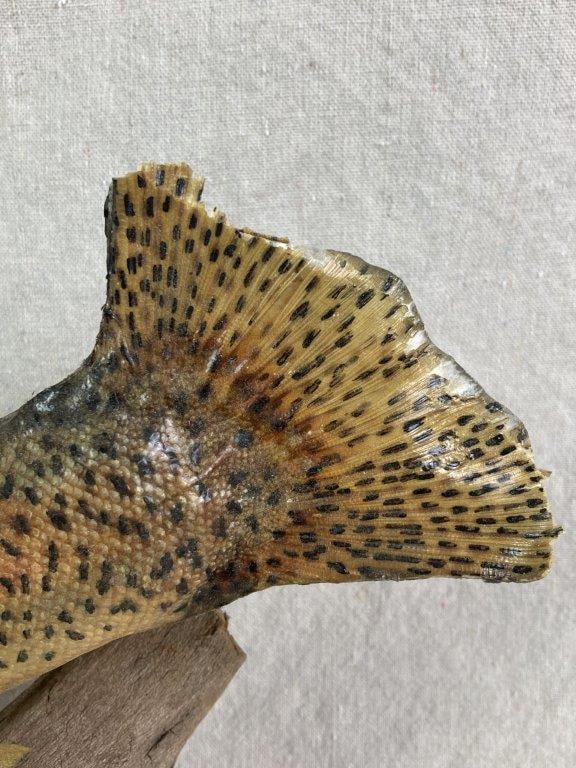 Rainbow Trout Taxidermy - 5