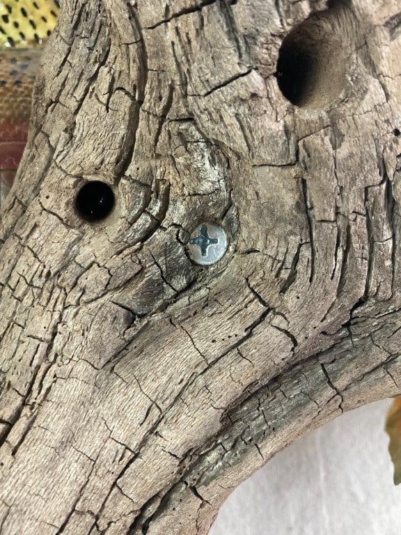 Rainbow Trout Taxidermy - 7