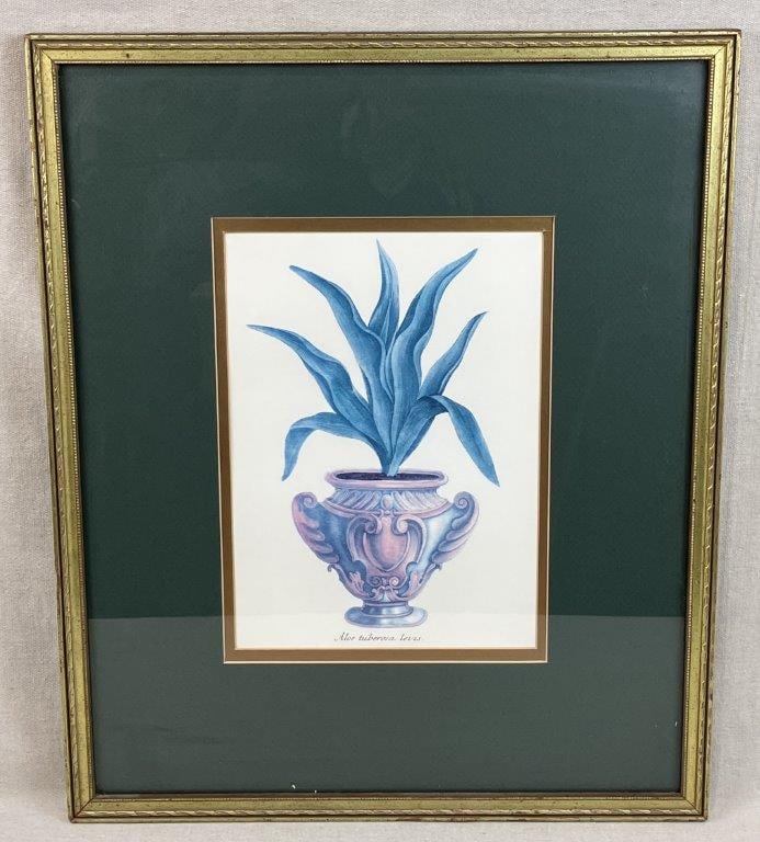 Johann Wilhelm Weinmann Aloe Chromolithograph (1 of 7)