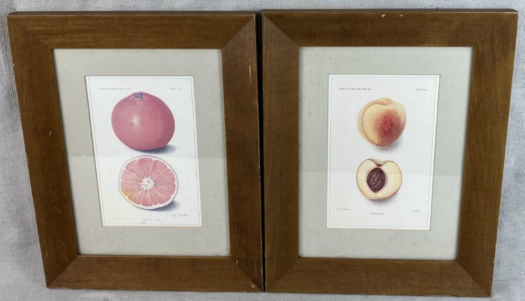 Pair of US Department of Agriculture Yearbook 1911 Fruit Prints: Pair of fruit study prints from the 1911 United States Department of Agriculture Yearbook, including a peach illustration after Passmore and a Thomson orange study after A. A. Newton. The works
