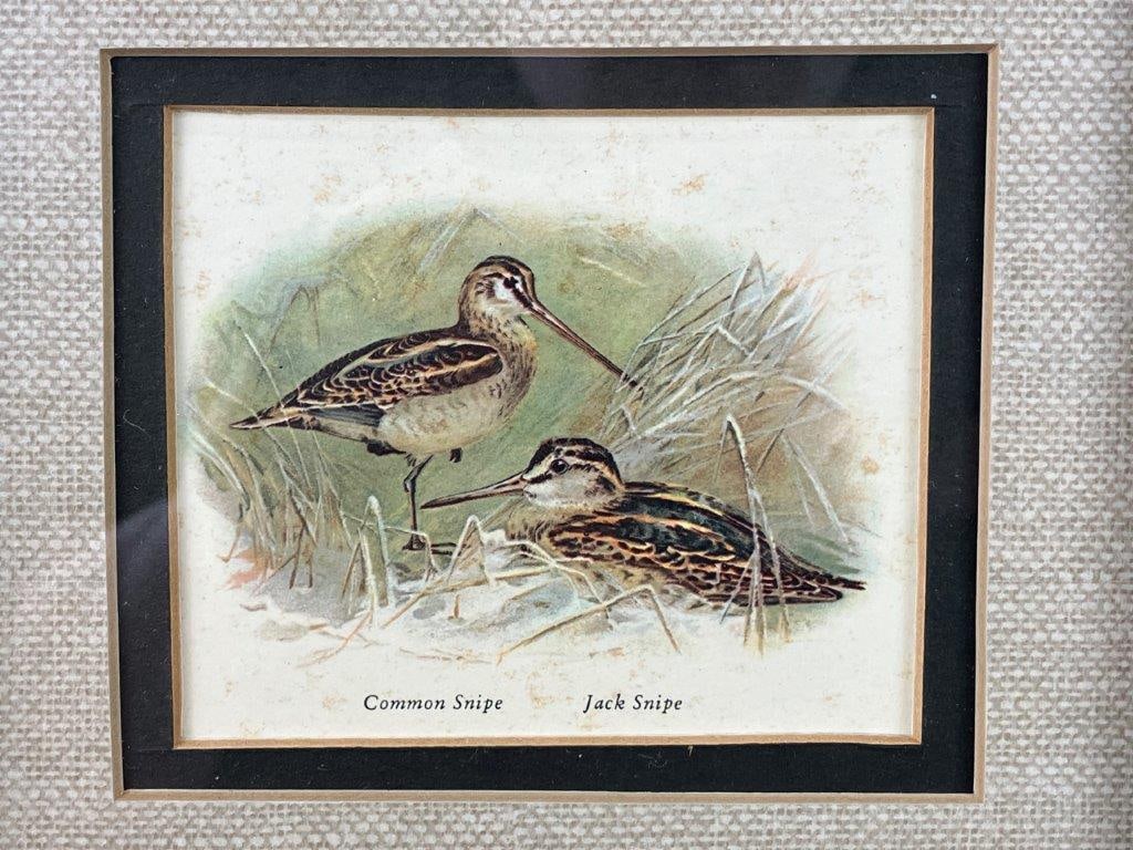 Early 20th Century Bird Chromolithographs - 3