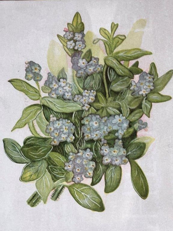 Forget-Me-Not Flowers Botanical Print in 19th Century Frame - 2
