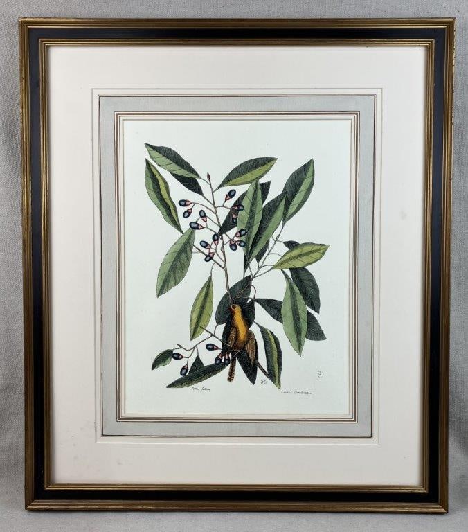 Mark Catesby Yellow Titmouse Hand-Colored Lithograph: Hand-colored lithograph after Mark Catesby, depicting a yellow titmouse perched among native foliage, presented with naturalistic detail typical of early ornithological studies. Housed in a frame
