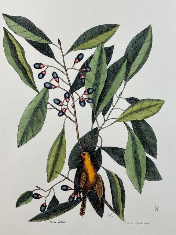 Mark Catesby Yellow Titmouse Hand-Colored Lithograph - 2