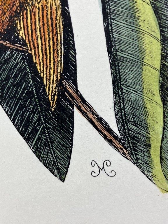 Mark Catesby Yellow Titmouse Hand-Colored Lithograph - 3
