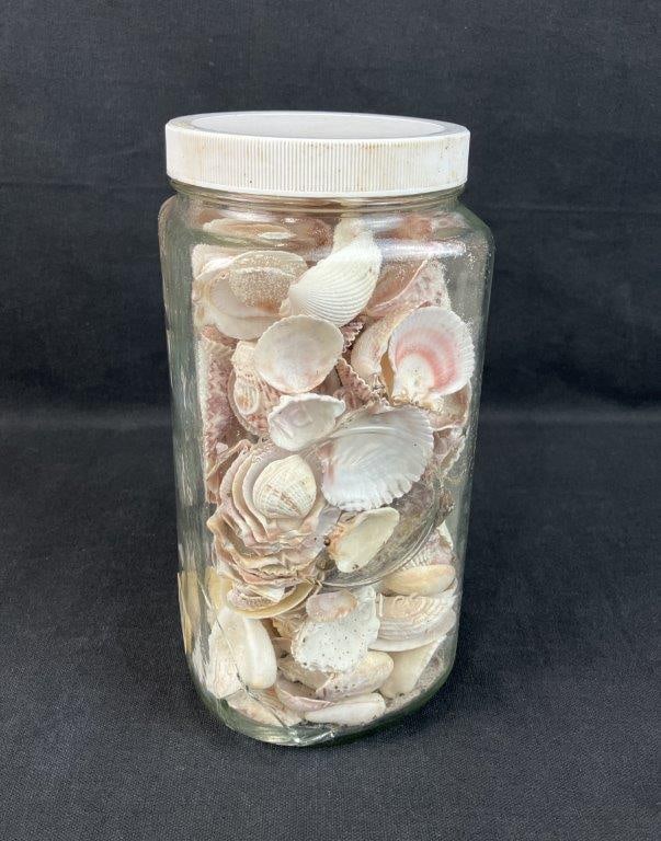 Beach Shell Assortment: Assorted collection of beach shells. The container measures approximately 9 3/8â€³ H x 4 1/2â€³ in diameter. General wear.