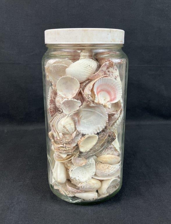 Beach Shell Assortment - 2
