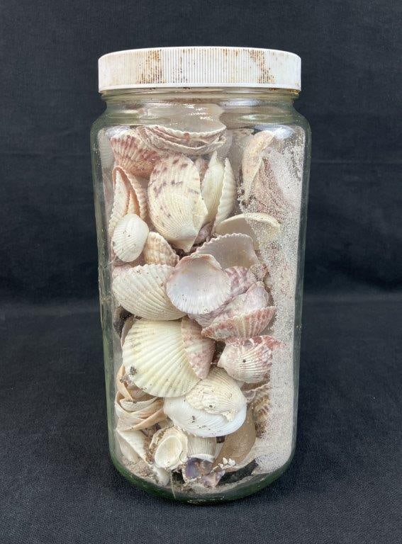 Beach Shell Assortment - 3