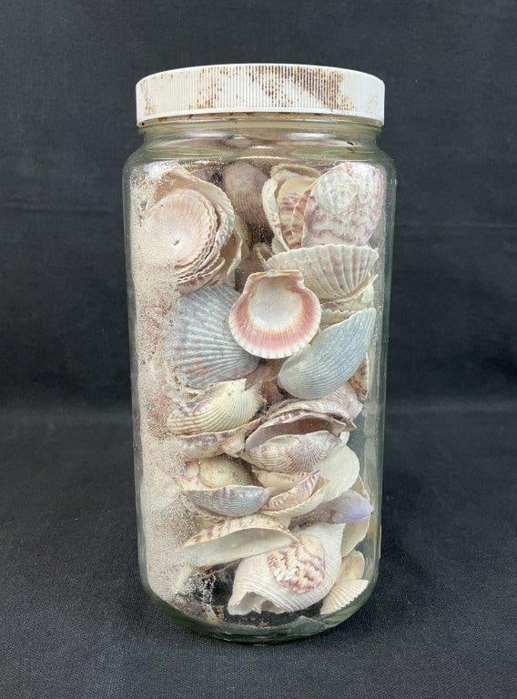 Beach Shell Assortment - 4