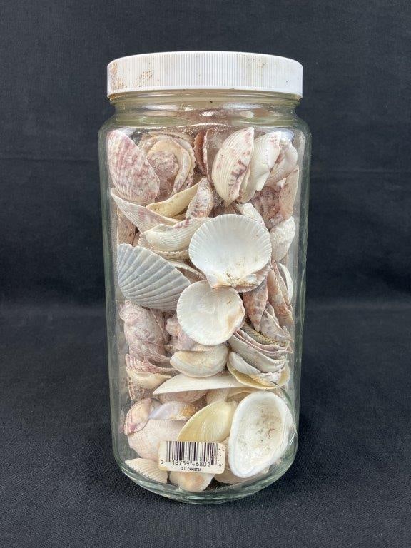 Beach Shell Assortment - 5