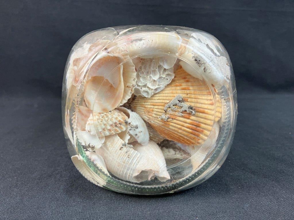 Beach Shell Assortment - 6
