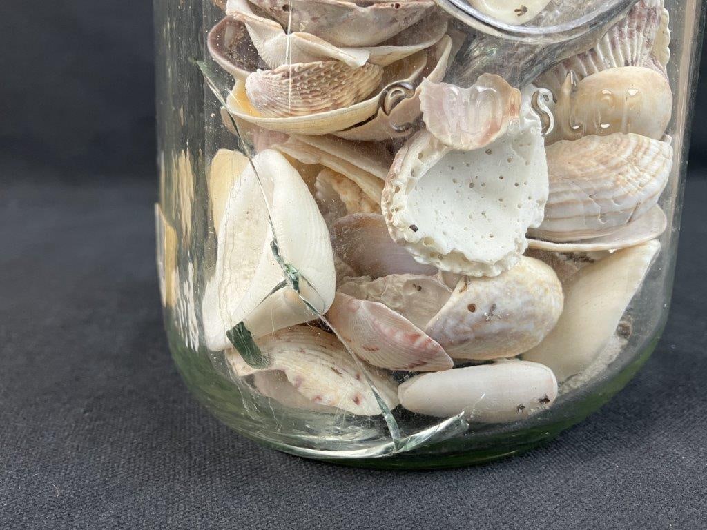 Beach Shell Assortment - 7
