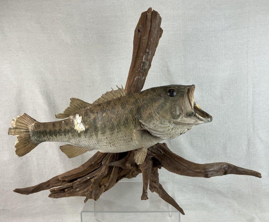 Bass Fish Taxidermy Mount: Taxidermy mount of a largemouth bass affixed to a driftwood base, presenting a classic sporting display. Measures approximately 23â€³ H x 28â€³ W x