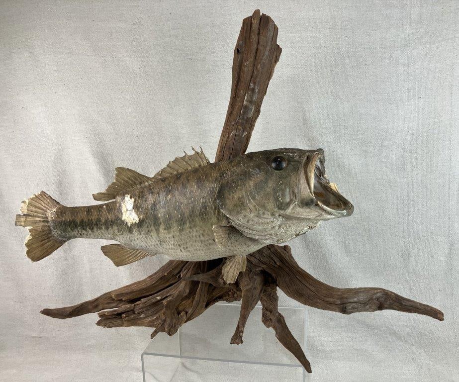 Bass Fish Taxidermy Mount - 2