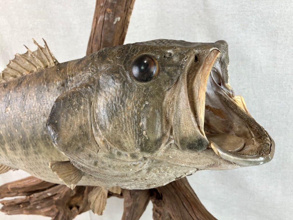 Bass Fish Taxidermy Mount - 3