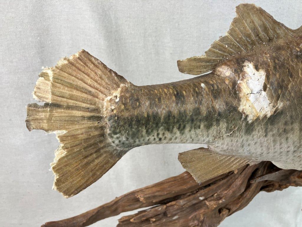 Bass Fish Taxidermy Mount - 4