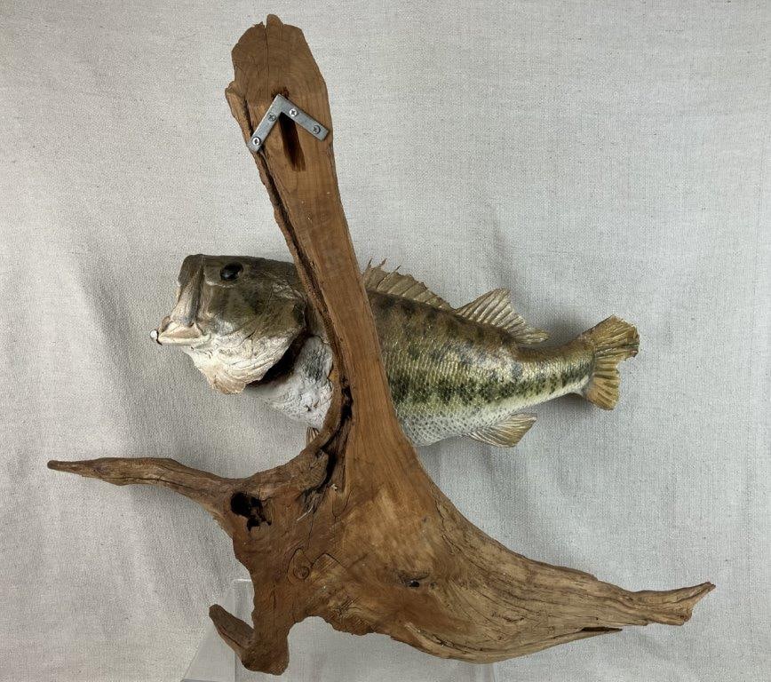 Bass Fish Taxidermy Mount - 5