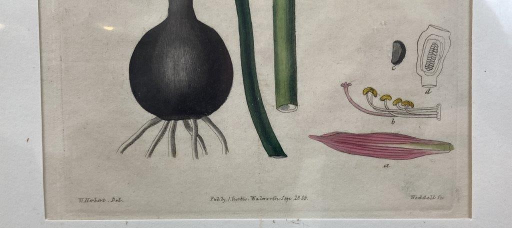 Pair of Curtis’s Botanical Magazine Botanical Illustrations - 10