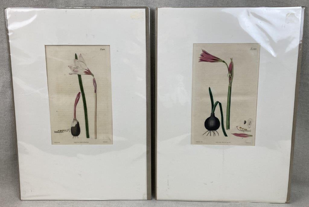 Pair of Curtisâ€™s Botanical Magazine Botanical Illustrations: Pair of hand-colored botanical illustrations from Curtis's Botanical Magazine, dating to the early 19th century, presenting finely detailed plant studies typical of the publication. Each is housed in
