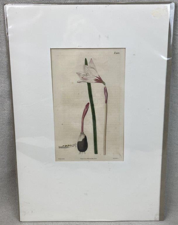 Pair of Curtis’s Botanical Magazine Botanical Illustrations - 2