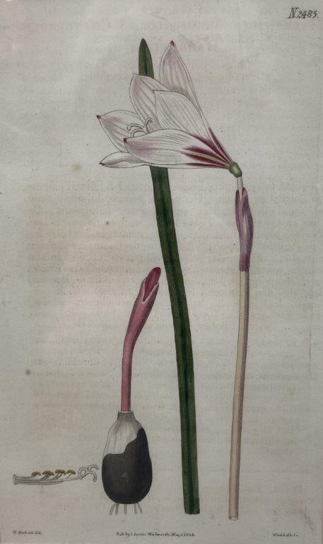 Pair of Curtis’s Botanical Magazine Botanical Illustrations - 3