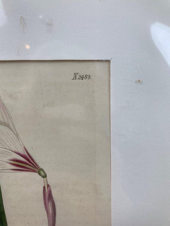 Pair of Curtis’s Botanical Magazine Botanical Illustrations - 4