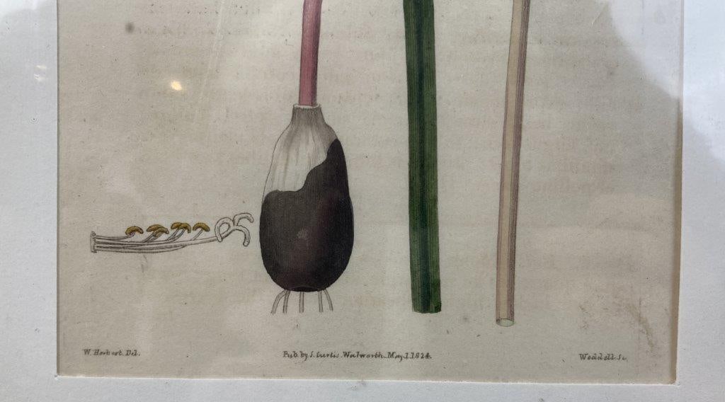 Pair of Curtis’s Botanical Magazine Botanical Illustrations - 5