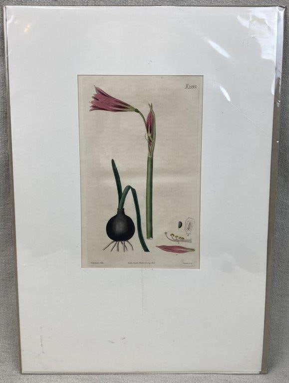 Pair of Curtis’s Botanical Magazine Botanical Illustrations - 7
