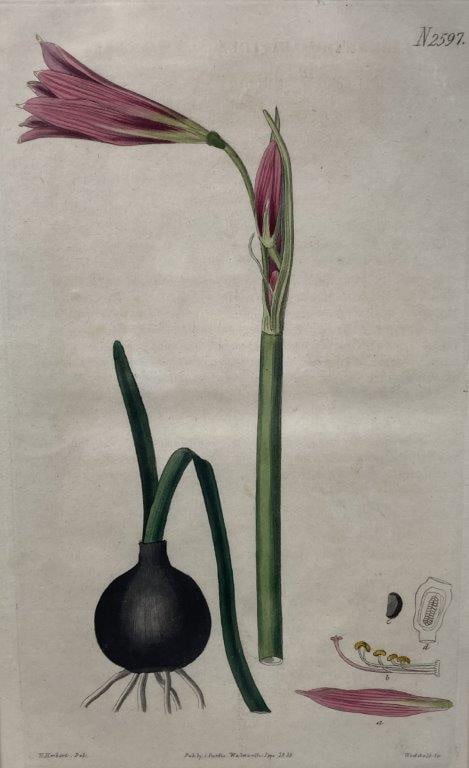 Pair of Curtis’s Botanical Magazine Botanical Illustrations - 8