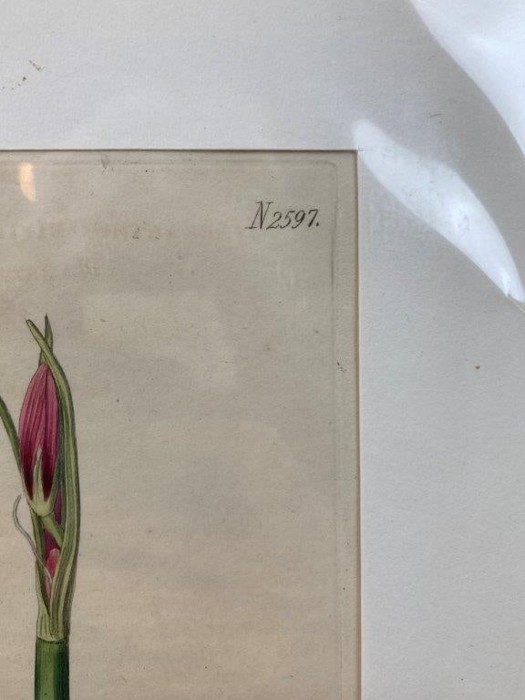 Pair of Curtis’s Botanical Magazine Botanical Illustrations - 9