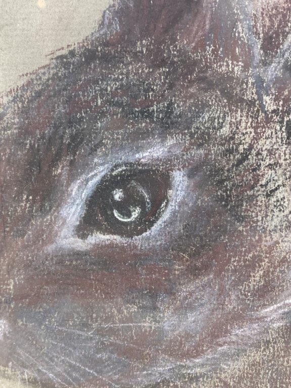 Rabbit Conte Crayon Drawing - 3