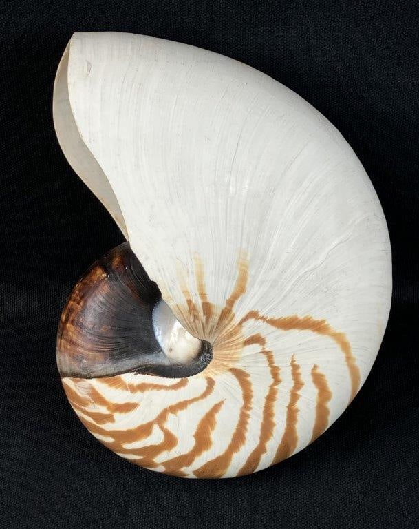Nautilus Shell: Natural nautilus shell with characteristic spiral form and banded striping in tones ranging from light to deeper brown. Measures approximately 3 3/4â€³ H x 7â€³ W x 5 3