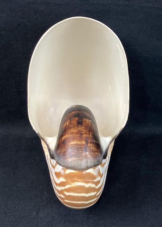 Nautilus Shell - 2